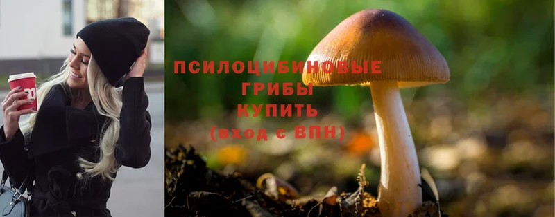 Псилоцибиновые грибы Psilocybe  Аркадак 